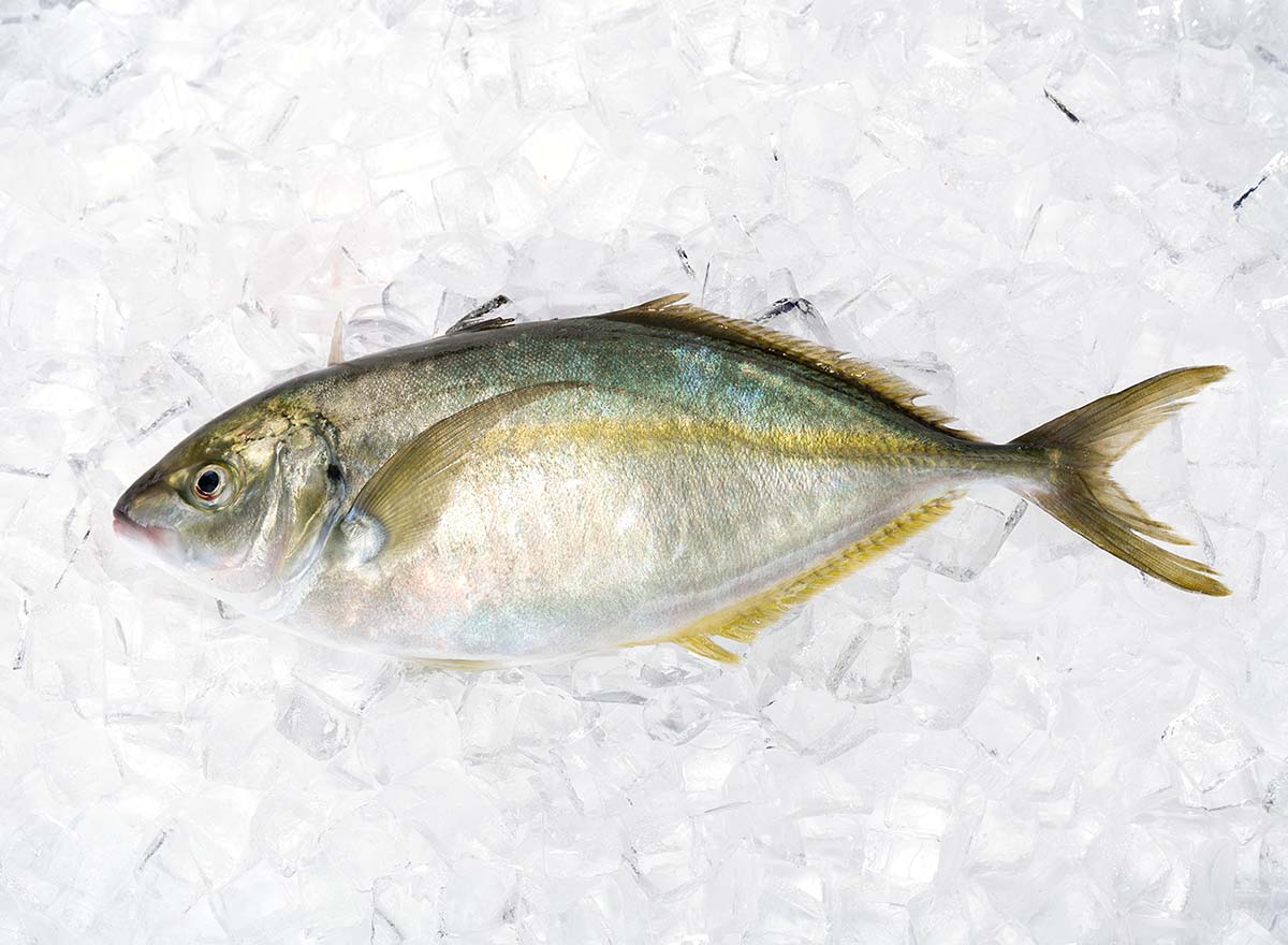 シマアジ(養殖) | 九州活魚センター|活魚の仕入れ・販売